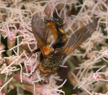 Image de Tachina fera (Linnaeus 1761)