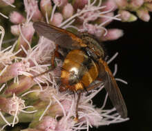 Image of Tachina fera (Linnaeus 1761)