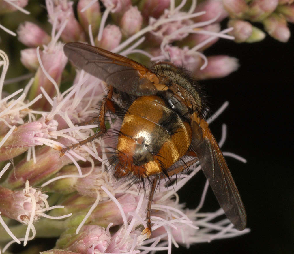 Image de Tachina fera (Linnaeus 1761)