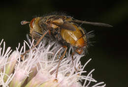 Image of Tachina fera (Linnaeus 1761)