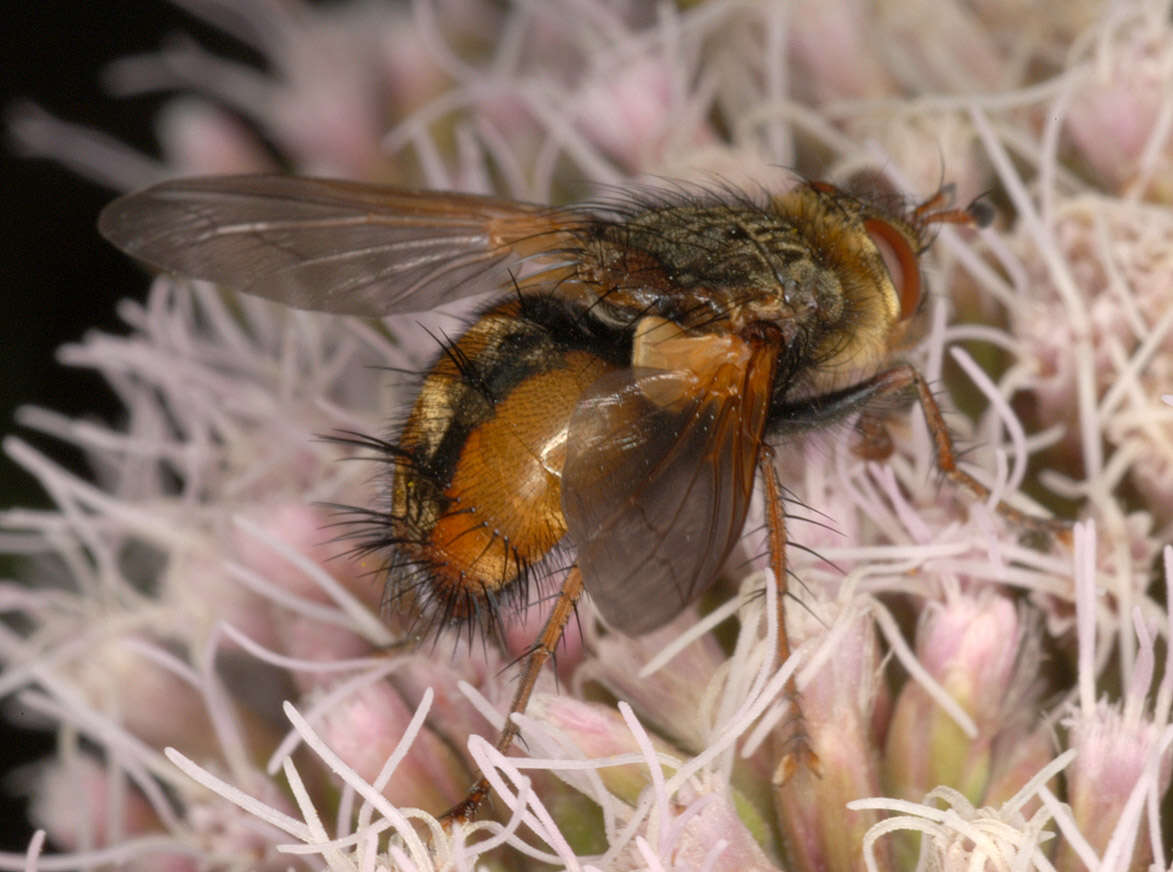 Image de Tachina fera (Linnaeus 1761)