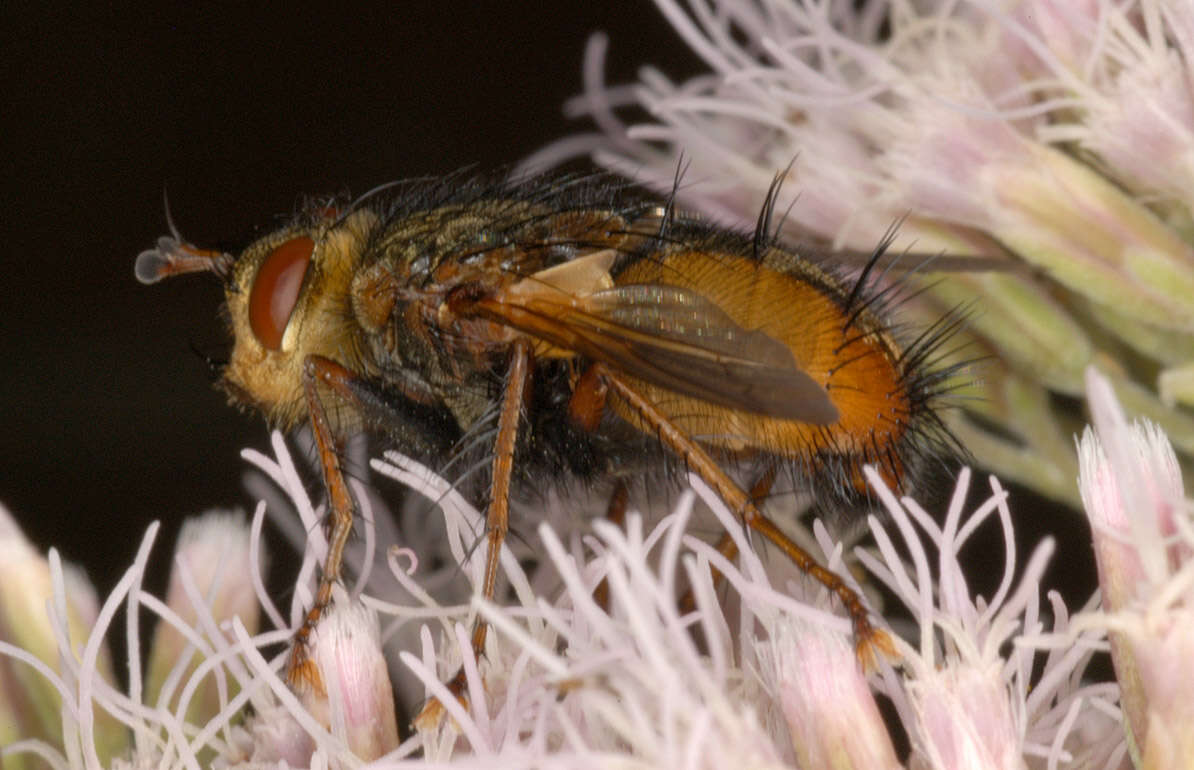 Image of Tachina fera (Linnaeus 1761)