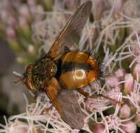 Image of Tachina fera (Linnaeus 1761)