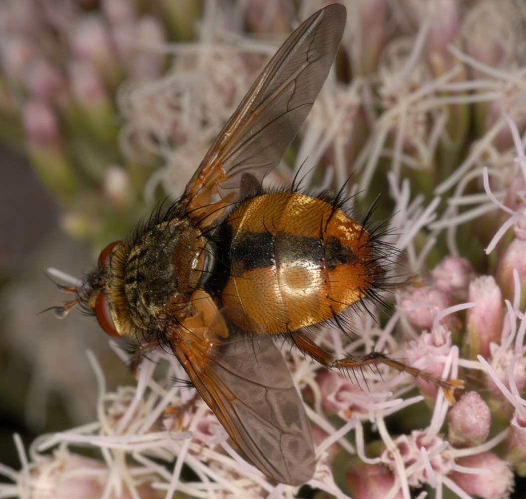 Image de Tachina fera (Linnaeus 1761)