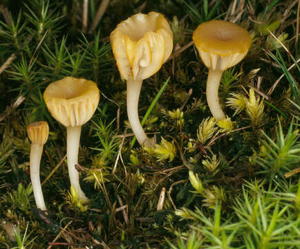 صورة Lichenomphalia umbellifera (L.) Redhead, Lutzoni, Moncalvo & Vilgalys 2002