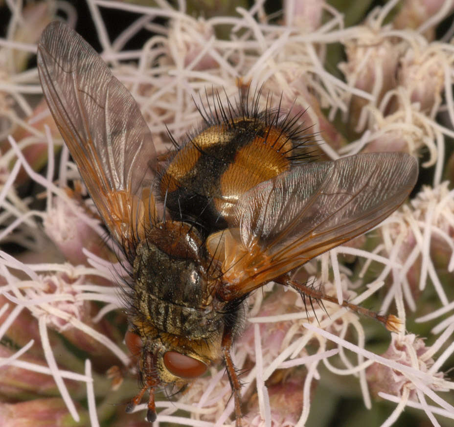 Image of Tachina fera (Linnaeus 1761)