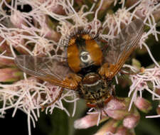 Image de Tachina fera (Linnaeus 1761)