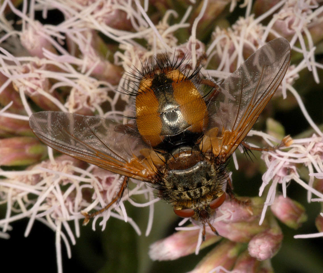 Image of Tachina fera (Linnaeus 1761)