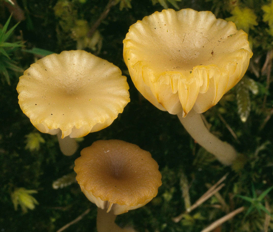 Image of Lichenomphalia umbellifera (L.) Redhead, Lutzoni, Moncalvo & Vilgalys 2002