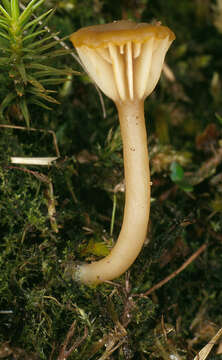 صورة Lichenomphalia umbellifera (L.) Redhead, Lutzoni, Moncalvo & Vilgalys 2002