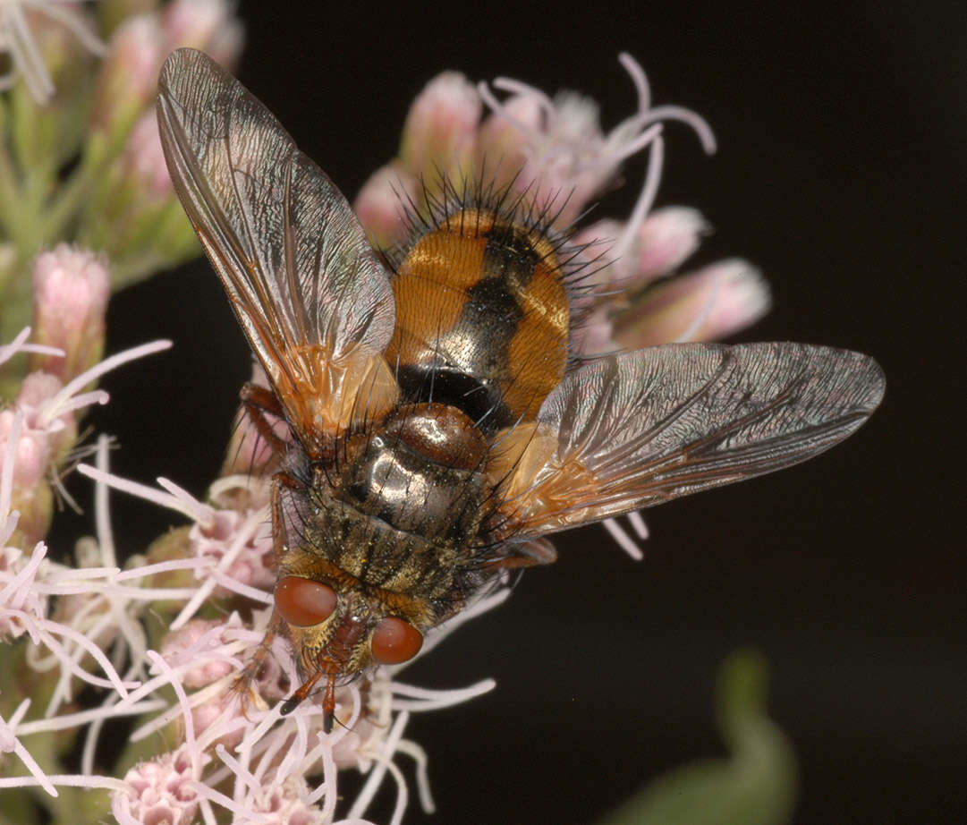 Image de Tachina fera (Linnaeus 1761)