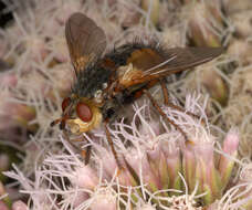 Image de Tachina fera (Linnaeus 1761)