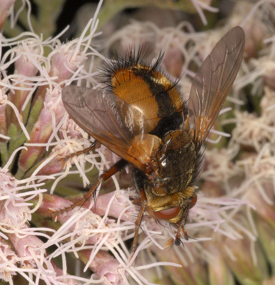 Image de Tachina fera (Linnaeus 1761)