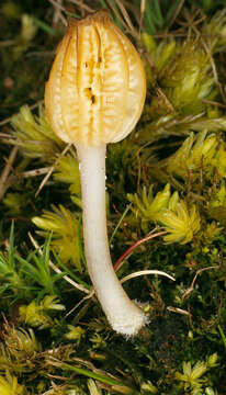 Imagem de Lichenomphalia umbellifera (L.) Redhead, Lutzoni, Moncalvo & Vilgalys 2002