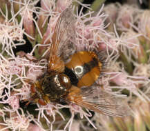 Image de Tachina fera (Linnaeus 1761)