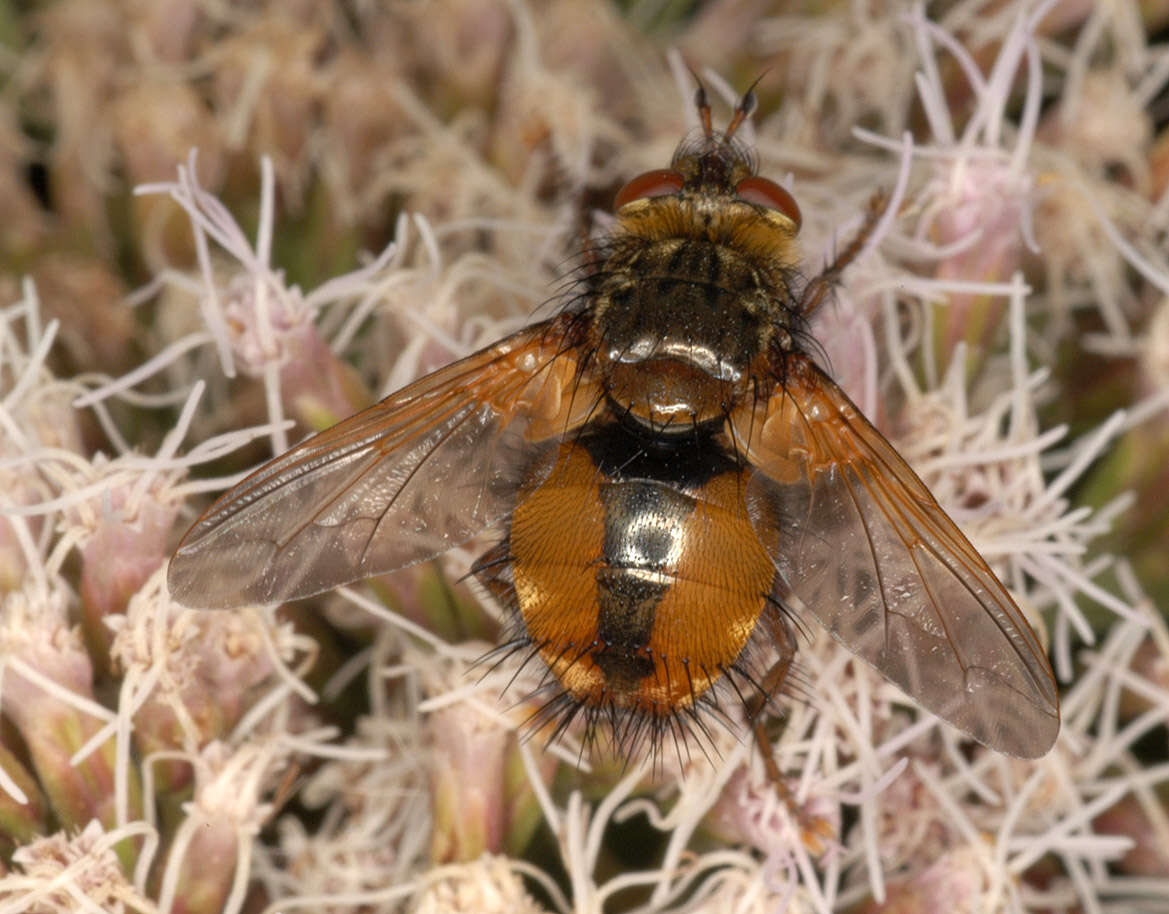 Image de Tachina fera (Linnaeus 1761)