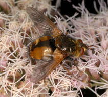 Image de Tachina fera (Linnaeus 1761)