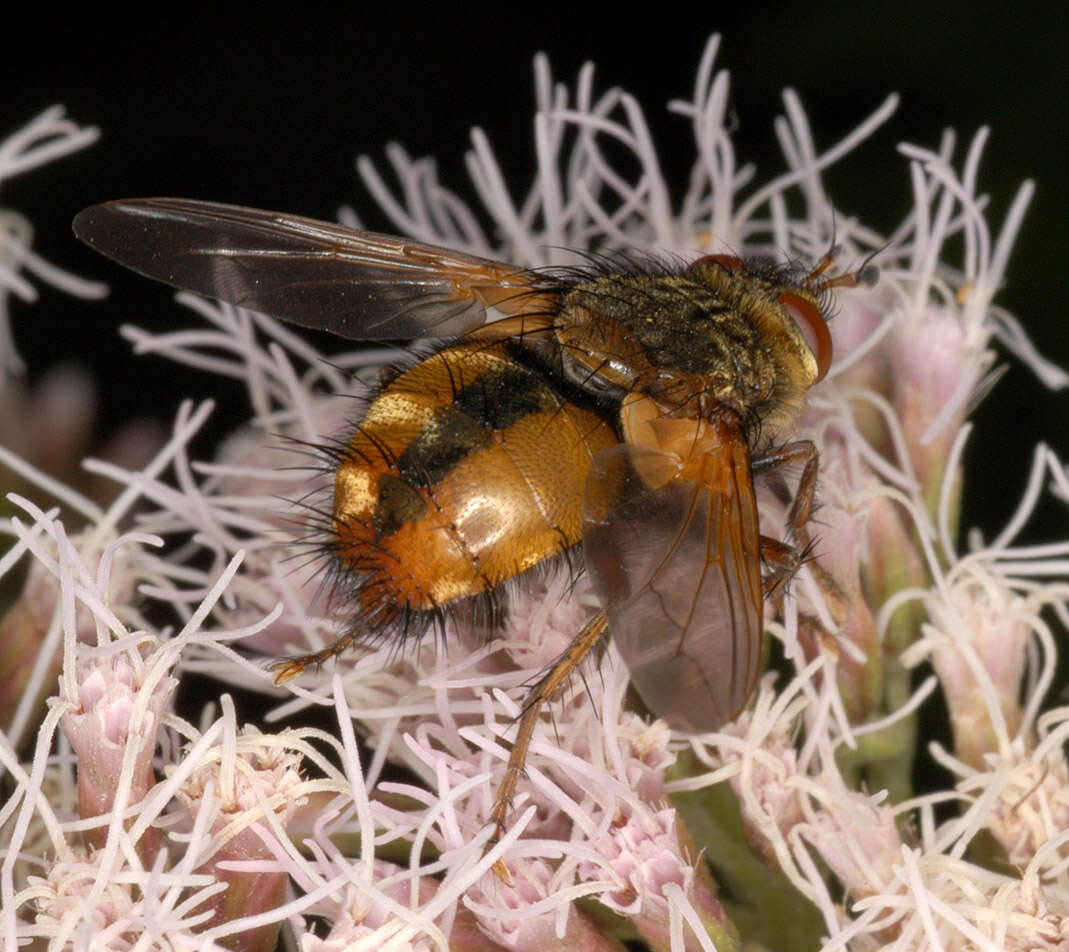 Image de Tachina fera (Linnaeus 1761)