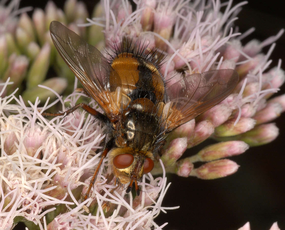 Image de Tachina fera (Linnaeus 1761)