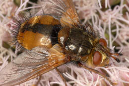 Image de Tachina fera (Linnaeus 1761)