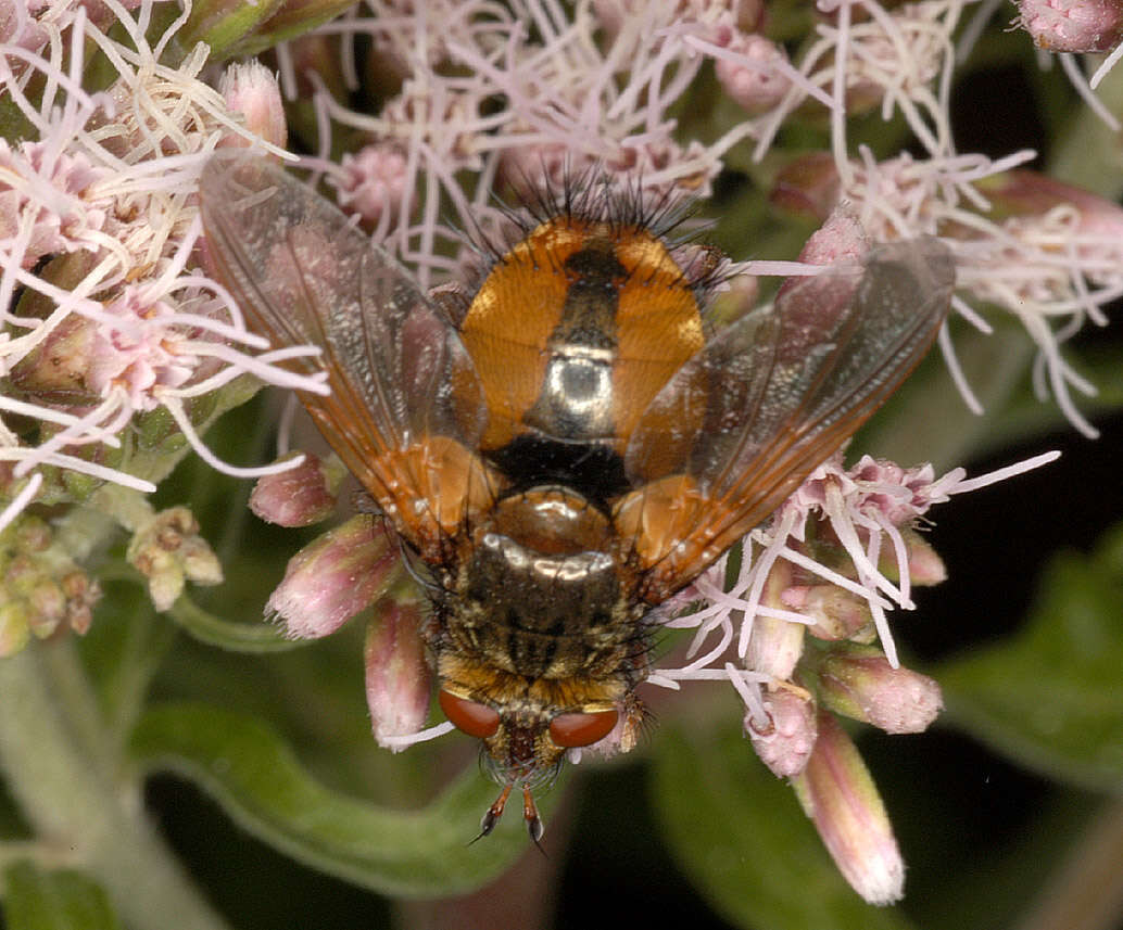 Image of Tachina fera (Linnaeus 1761)