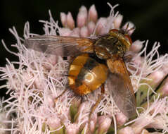 Image de Tachina fera (Linnaeus 1761)