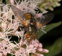 Image de Tachina fera (Linnaeus 1761)