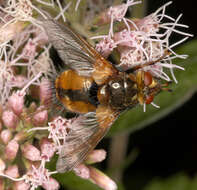 Image de Tachina fera (Linnaeus 1761)