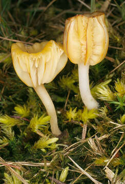 صورة Lichenomphalia umbellifera (L.) Redhead, Lutzoni, Moncalvo & Vilgalys 2002