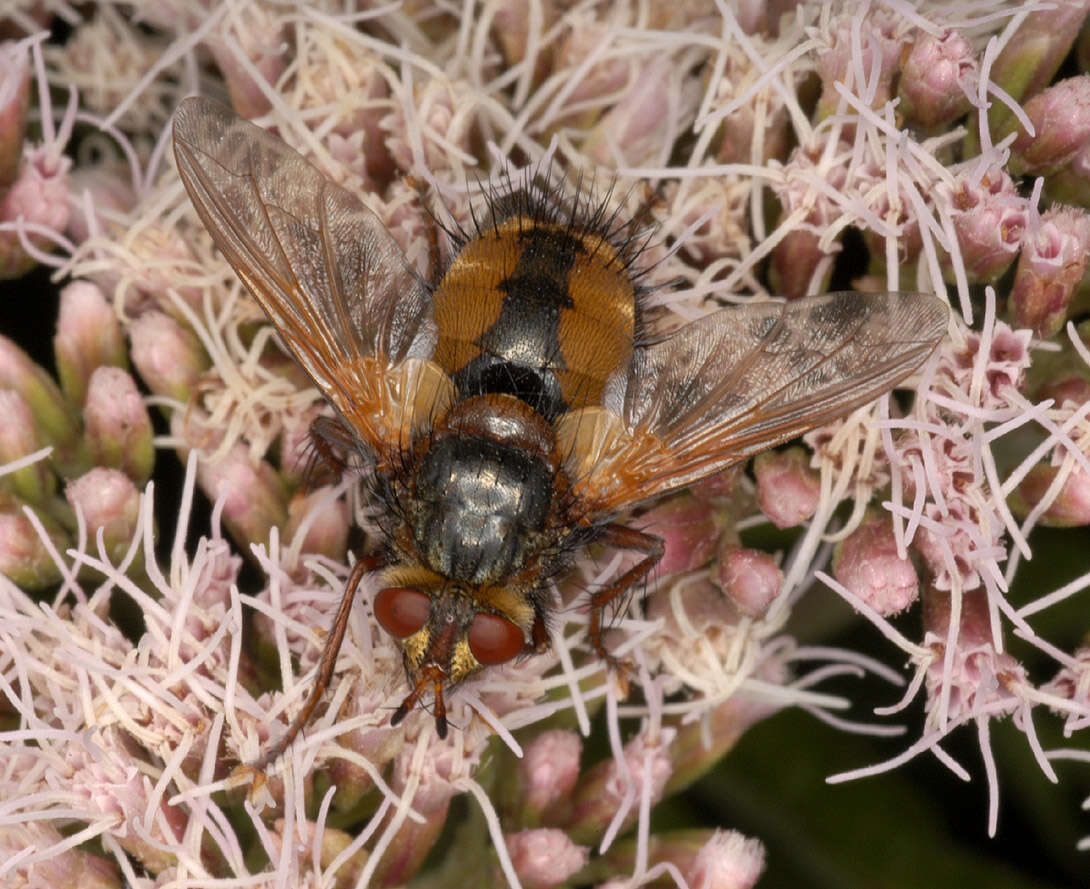 Image de Tachina fera (Linnaeus 1761)