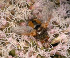 Image de Tachina fera (Linnaeus 1761)