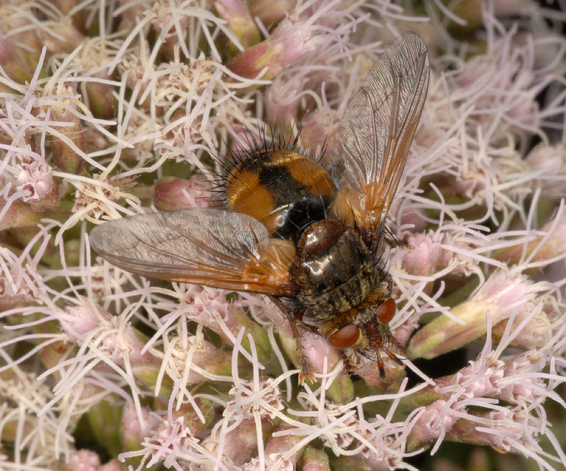 Image of Tachina fera (Linnaeus 1761)