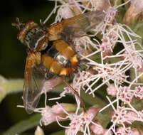 Image de Tachina fera (Linnaeus 1761)