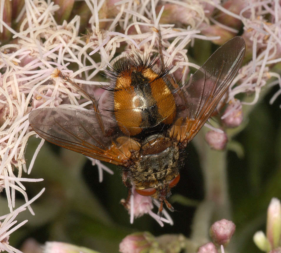 Image of Tachina fera (Linnaeus 1761)