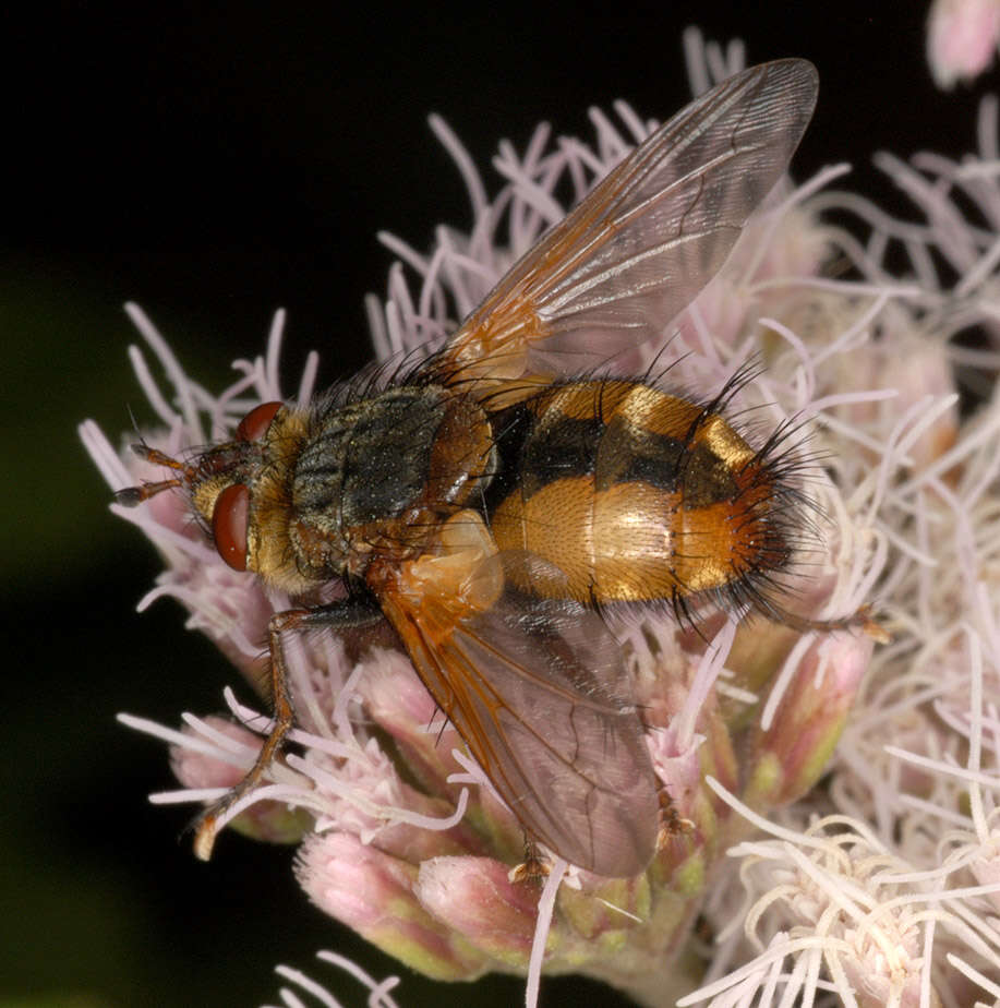 Image of Tachina fera (Linnaeus 1761)