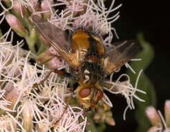 Image of Tachina fera (Linnaeus 1761)