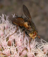 Image de Tachina fera (Linnaeus 1761)