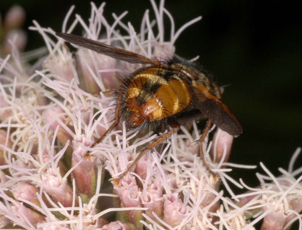 Image of Tachina fera (Linnaeus 1761)