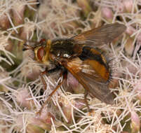 Image de Tachina fera (Linnaeus 1761)