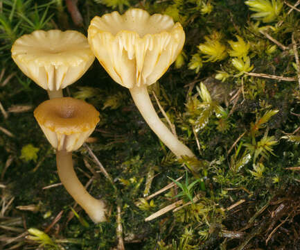 صورة Lichenomphalia umbellifera (L.) Redhead, Lutzoni, Moncalvo & Vilgalys 2002