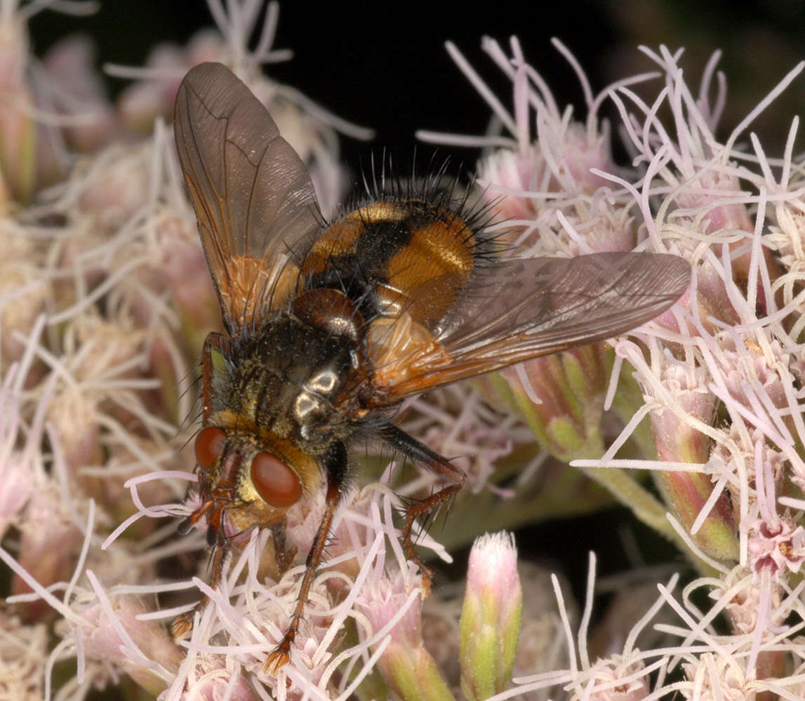 Image of Tachina fera (Linnaeus 1761)