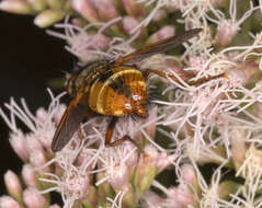 Image of Tachina fera (Linnaeus 1761)