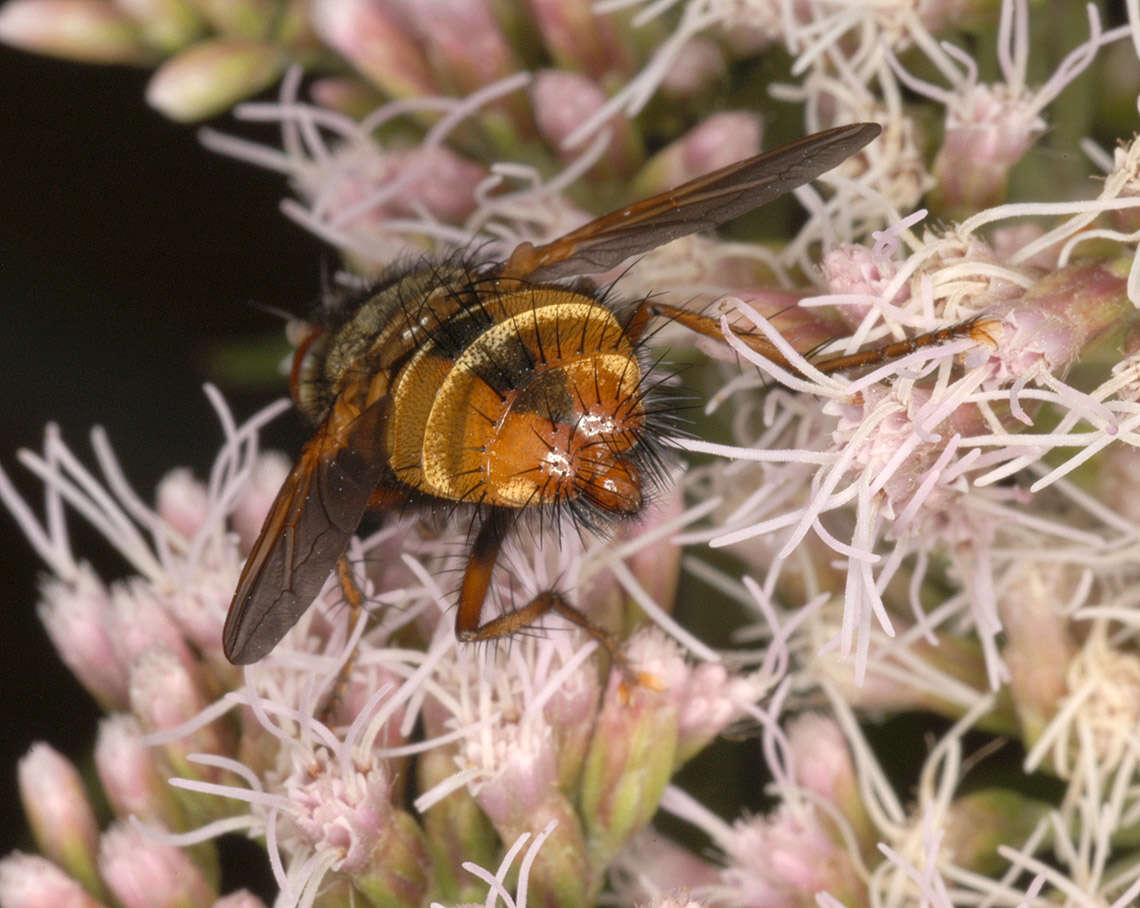 Image of Tachina fera (Linnaeus 1761)