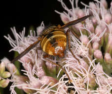 Image of Tachina fera (Linnaeus 1761)