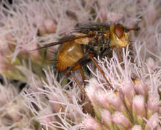 Image of Tachina fera (Linnaeus 1761)