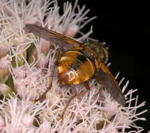 Image de Tachina fera (Linnaeus 1761)