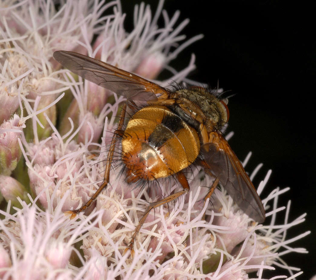 Image of Tachina fera (Linnaeus 1761)