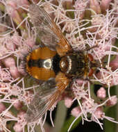 Image of Tachina fera (Linnaeus 1761)