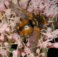 Image of Tachina fera (Linnaeus 1761)