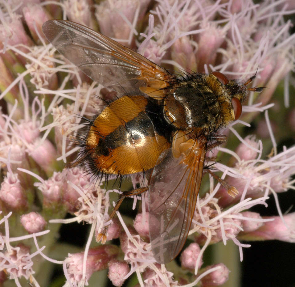 Image de Tachina fera (Linnaeus 1761)